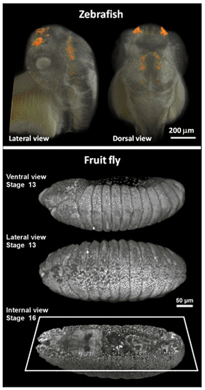 Image: Three-dimensional live imaging of zebrafish (upper panel) and fruit fly embryos (lower panel) with two-photon light sheet microscopy. The upper panel shows not only the embryo's tissue (in white) but also green fluorescent protein driven by a gene-specific promoter (in orange). The lower panel shows the individual cell nuclei of the fruit fly embryo, labeled with green fluorescent protein, imaged at different time points during its embryonic development (Photo courtesy of Willy Supatto, Seth Ruffins, Thai Truong / Caltech).